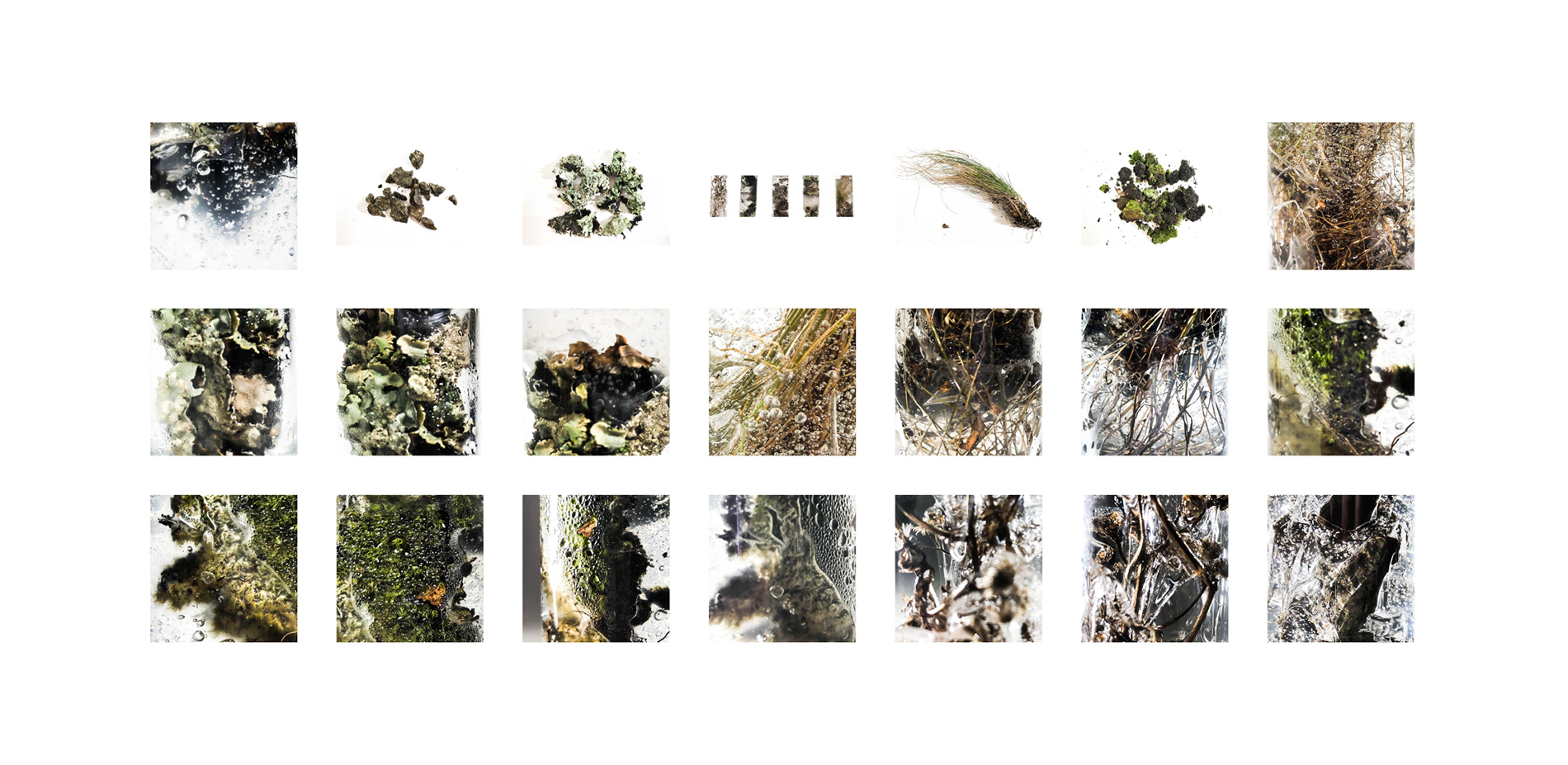Material Taxonomy: Lichens & Soil Compound